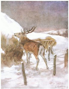 Han oppdaget snart hvor fôret ble holdt for oksene (farge litho)