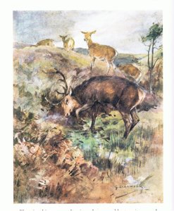 Han stupte det store geviret i bakken og rev det opp (farge litho)