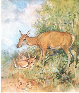 Hun hadde alltid en koselig seng klar for ham i gress eller bregne (farge litho)