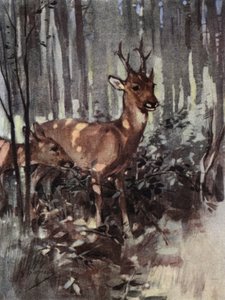 Rognen holder seg til skogen (farge litho)
