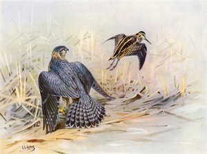 Jack-snipe oversett av en dvergfalk (fargelitografi) av George Edward (after) Lodge