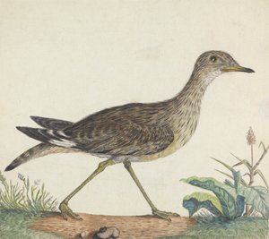 En steinkrølle av George Edwards