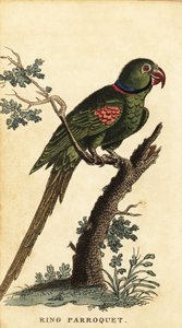Alexandrine parakeet, Psittacula eupatria.,1800 (gravering) av George Edwards