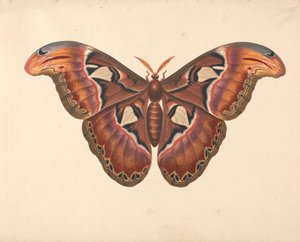 Atlas Moth av George Edwards