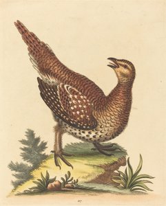 Brunflekket fugl. av George Edwards