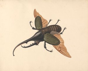 Hercules Beetle av George Edwards