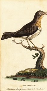 Liten trost, Turdus minor., 1800 (gravering) av George Edwards