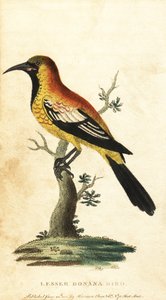 Oriole svarttrost, Gymnomystax mexicanus. ,1800 (gravering) av George Edwards