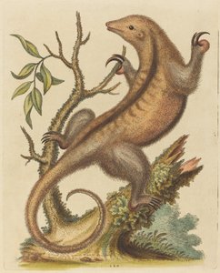 Pygmy maursluker av George Edwards