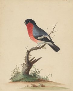 [Rødbrystet fugl] av George Edwards