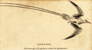Rødnebb tropicbird, Phaethon aethereus., 1800 (gravering) av George Edwards