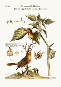 Den amerikanske nattergalen. The Green Sparrow eller Green Hummingbird, 1749-73