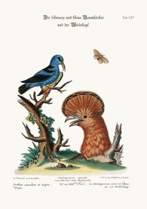 The Black and Blue Creeper, and the Hoopoe Hen, 1749-73