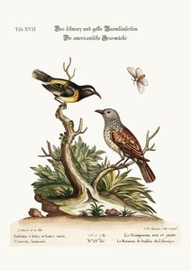Den svarte og gule kryperen. The American Hedge-Sparrow, 1749-73