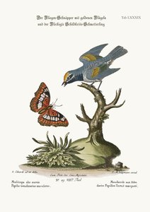 Den gullvingede fluesnapperen og den flekkete skilpaddesommerfuglen, 1749-73