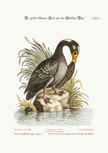 The Great Black Duck fra Hudson