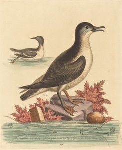 Lomvien og lundefuglen på Isle of Man, 1762. av George Edwards