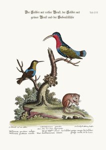 Rødbrystet kolibri, grønnstrupe kolibri og høvlemus, 1749-73