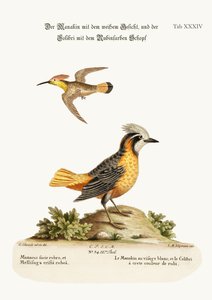 The White-faced Manakin, and the Ruby Crested Hummingbird, 1749-73