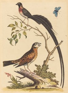 To fugler, en med veldig lange halefjær og blå sommerfugl, utgitt 1745. av George Edwards