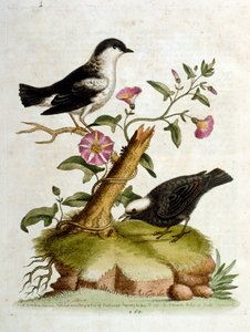 Akvarellillustrasjon fra en bok om sjeldne fugler av G Edwards 1750. George Edwards (1694–1773) var en britisk naturforsker og ornitolog. Han reiste mye gjennom Europa og studerte naturhistorie og spesielt fugler. Han fikk en viss anerkjennelse av George Edwards