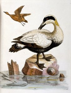 Akvarellillustrasjon fra en bok om sjeldne fugler av G Edwards 1750. George Edwards (1694–1773) var en britisk naturforsker og ornitolog. Han reiste mye gjennom Europa og studerte naturhistorie og spesielt fugler. Han fikk en viss anerkjennelse av George Edwards