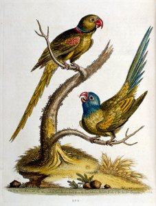 Akvarellillustrasjon fra en bok om sjeldne fugler av G Edwards 1750. George Edwards (1694–1773) var en britisk naturforsker og ornitolog. Han reiste mye gjennom Europa og studerte naturhistorie og spesielt fugler. Han fikk en viss anerkjennelse av George Edwards