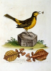 Aquarellillustration aus einem Buch seltener Vögel von George Edwards