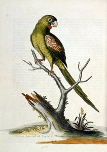 Akvarellillustrasjon fra en bok om sjeldne fugler av G Edwards 1750. George Edwards (1694–1773) var en britisk naturforsker og ornitolog. Han reiste mye gjennom Europa og studerte naturhistorie og spesielt fugler. Han fikk en viss anerkjennelse av George Edwards