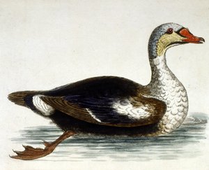 Akvarellillustrasjon fra en bok om sjeldne fugler av G Edwards 1750. George Edwards (1694–1773) var en britisk naturforsker og ornitolog. Han reiste mye gjennom Europa og studerte naturhistorie og spesielt fugler. Han fikk en viss anerkjennelse av George Edwards