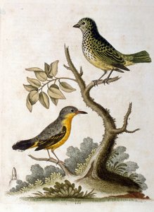 Akvarellillustrasjon av et tretået dovendyr av G Edwards 1758. George Edwards (1694–1773) var en britisk naturforsker og ornitolog. Han reiste mye gjennom Europa og studerte naturhistorie og spesielt fugler. Han fikk en viss anerkjennelse. av George Edwards