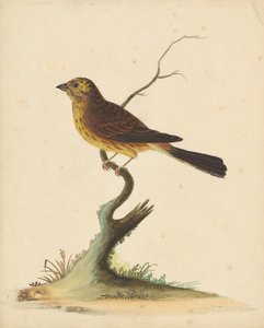 Gulspurv av George Edwards