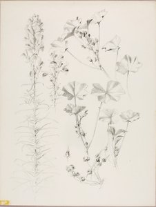  av George Elbert Burr