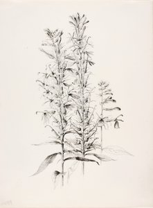  av George Elbert Burr