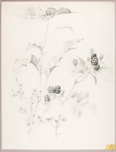  av George Elbert Burr