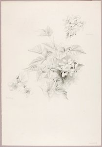 av George Elbert Burr