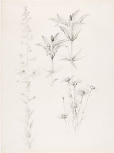  av George Elbert Burr