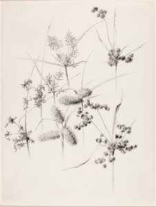  av George Elbert Burr