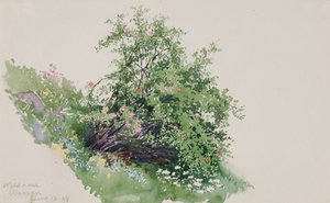 Villrose, Vasking, 1898.