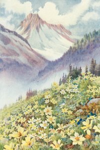 Svovelanemoner på bakkene til Le Planet (farge litho) av George Jackson Flemwell