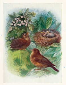 En typisk Nidicolous Nestling - tre stadier. Blackbird, c1910, 1910 av George James Rankin