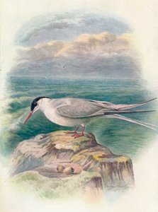 Polartern - Sterna macrura, c1910, 1910 av George James Rankin