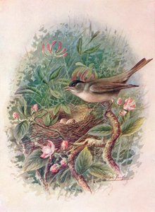 Svarthette - Sylvia atricapilla, c1910, 1910 av George James Rankin