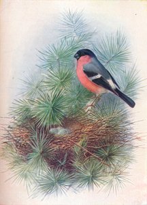 Bullfinch - Pyrrhua europaea, c1910, 1910 av George James Rankin