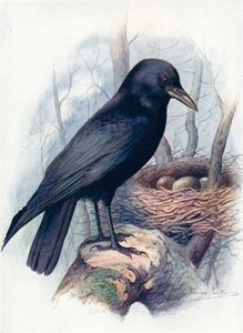 Carrion-Crow - Corvus corone, c1910, 1910 av George James Rankin