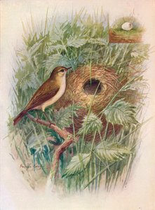 Chiff-Chaff - Phylloscopus rufus, c1910, 1910 av George James Rankin