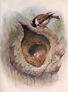 Coal-Tit - Parus ater, c1910, 1910