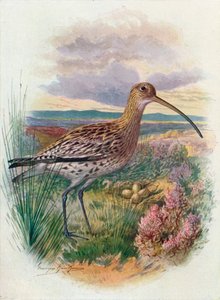 Curlew - Numenius arquata, c1910, 1910 av George James Rankin