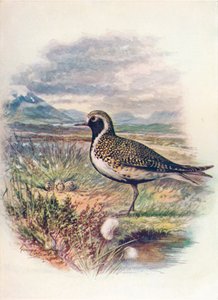 Gullhøne - Charadrius pluvialis, c1910, 1910 av George James Rankin