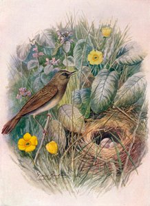 Grasshopper-Warbler - Locustella naevia, c1910, 1910 av George James Rankin